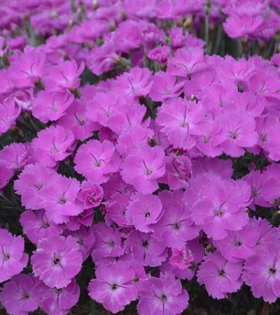 Dianthus Paint the Town Fuchsia